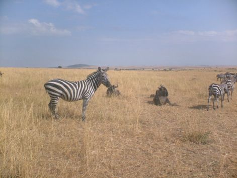 kenya-zebra.jpg