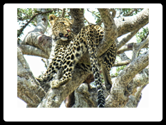 mara---leopard-in-tree-with-kill.png